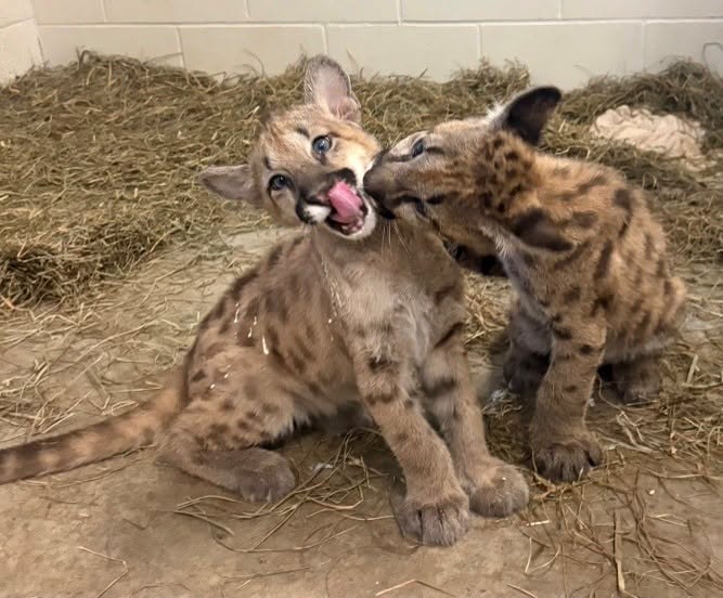 Name the Wildwood Zoo’s cougar cubs